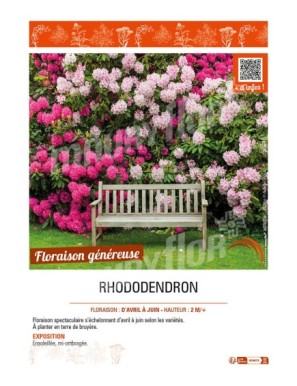 RHODODENDRON