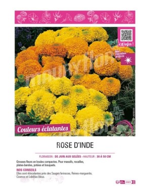 ROSE D'INDE
