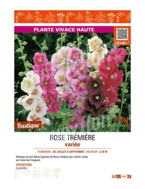 ROSE TRÉMIÈRE (variée)