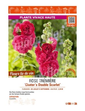 ROSE TRÉMIÈRE CHATER'S DOUBLE SCARLET