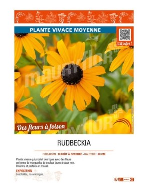 RUDBECKIA