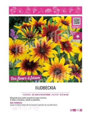 RUDBECKIA (ANNUELLE)
