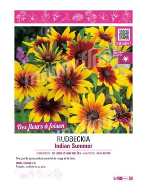 RUDBECKIA INDIAN SUMMER