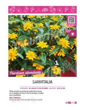 SANVITALIA