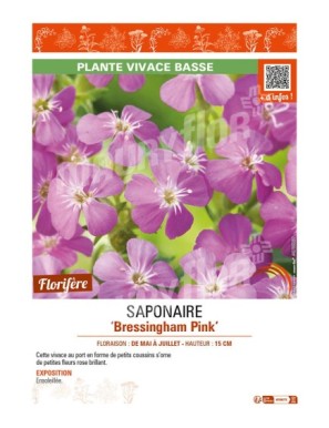 SAPONAIRE BRESSINGHAM PINK