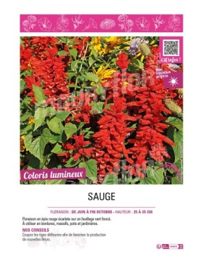 SAUGE (SPLENDENS ROUGE)