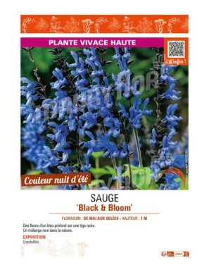 SAUGE BLACK & BLOOM