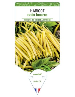 HARICOT NAIN BEURRE