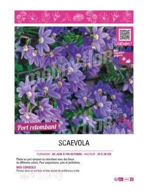 SCAEVOLA