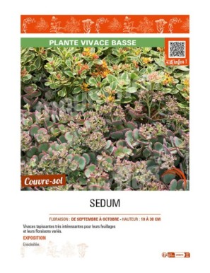 SEDUM (varié)