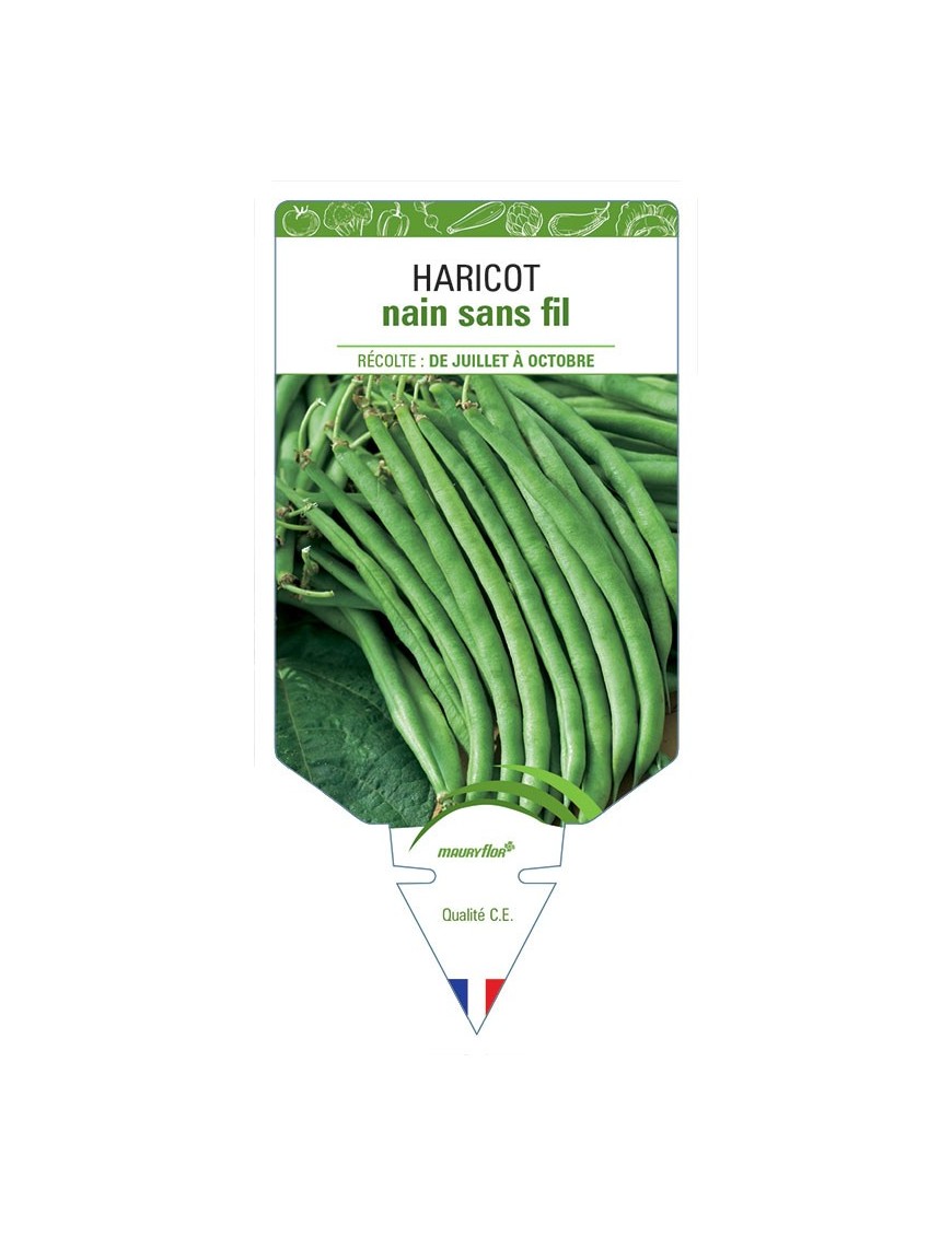 HARICOT NAIN SANS FIL