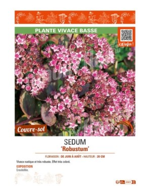 SEDUM ROBUSTUM