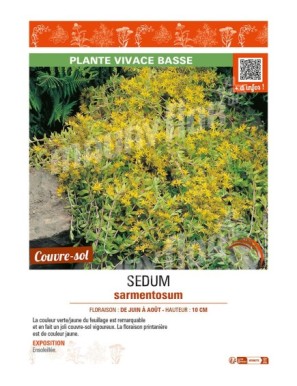 SEDUM SARMENTOSUM