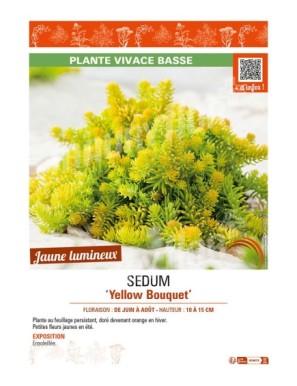 SEDUM YELLOW BOUQUET