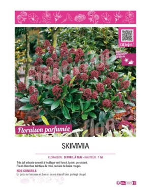 SKIMMIA