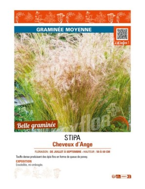 STIPA (TENUISSIMA) CHEVEUX D'ANGE