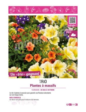 TRIO PLANTES À MASSIFS