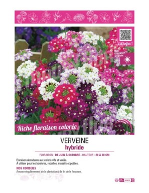 VERVEINE HYBRIDE