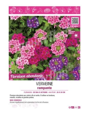 VERVEINE RAMPANTE