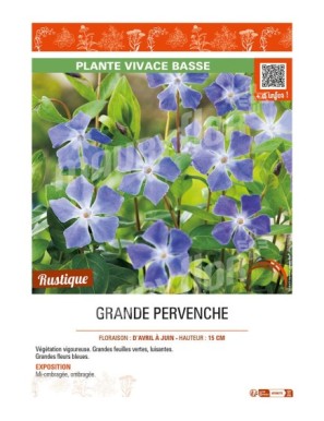 (VINCA MAJOR) GRANDE PERVENCHE