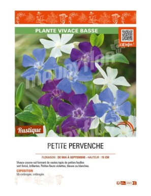 (VINCA MINOR) PETITE PERVENCHE