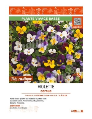 VIOLETTE CORNUE (variée)