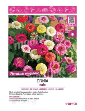 ZINNIA NAIN