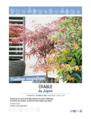 (ACER PALMATUM MIX) ÉRABLE DU JAPON