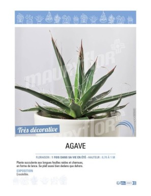 AGAVE (MIX)