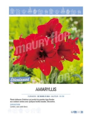 AMARYLLIS