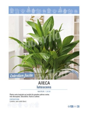 ARECA LUTESCENS