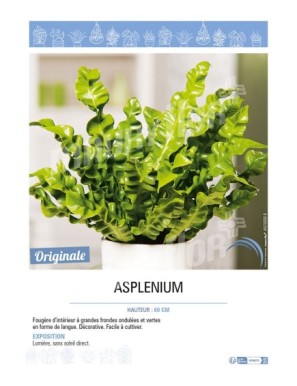 ASPLENIUM