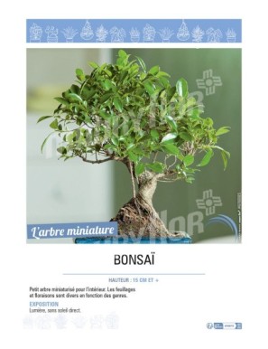 BONZAÏ