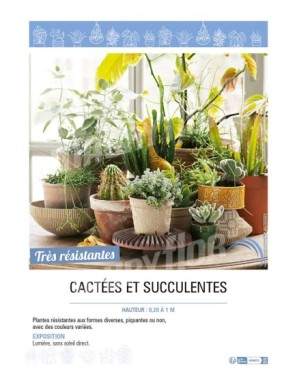 CACTÉES ET SUCCULENTES