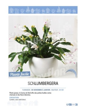 (CACTUS DE NOEL) SCHLUMBERGERA