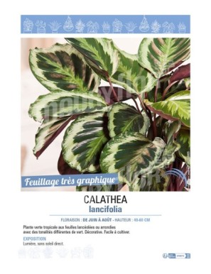 CALATHEA LANCIFOLIA