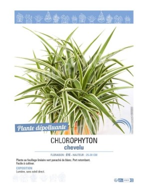 CHLOROPHYTON CHEVELU