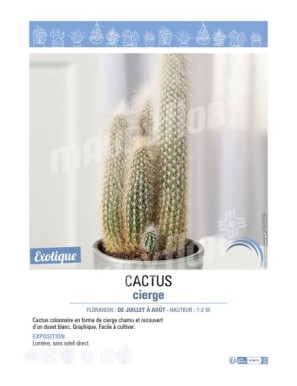 (CLEISTOCACTUS STRAUSII) CACTUS VIERGE