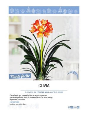 CLIVIA