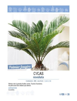 CYCAS REVOLUTA