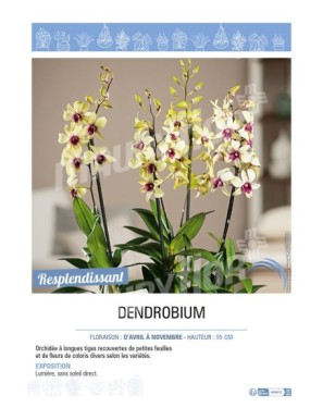 DENDROBIUM