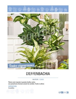 DIEFFENBACHIA