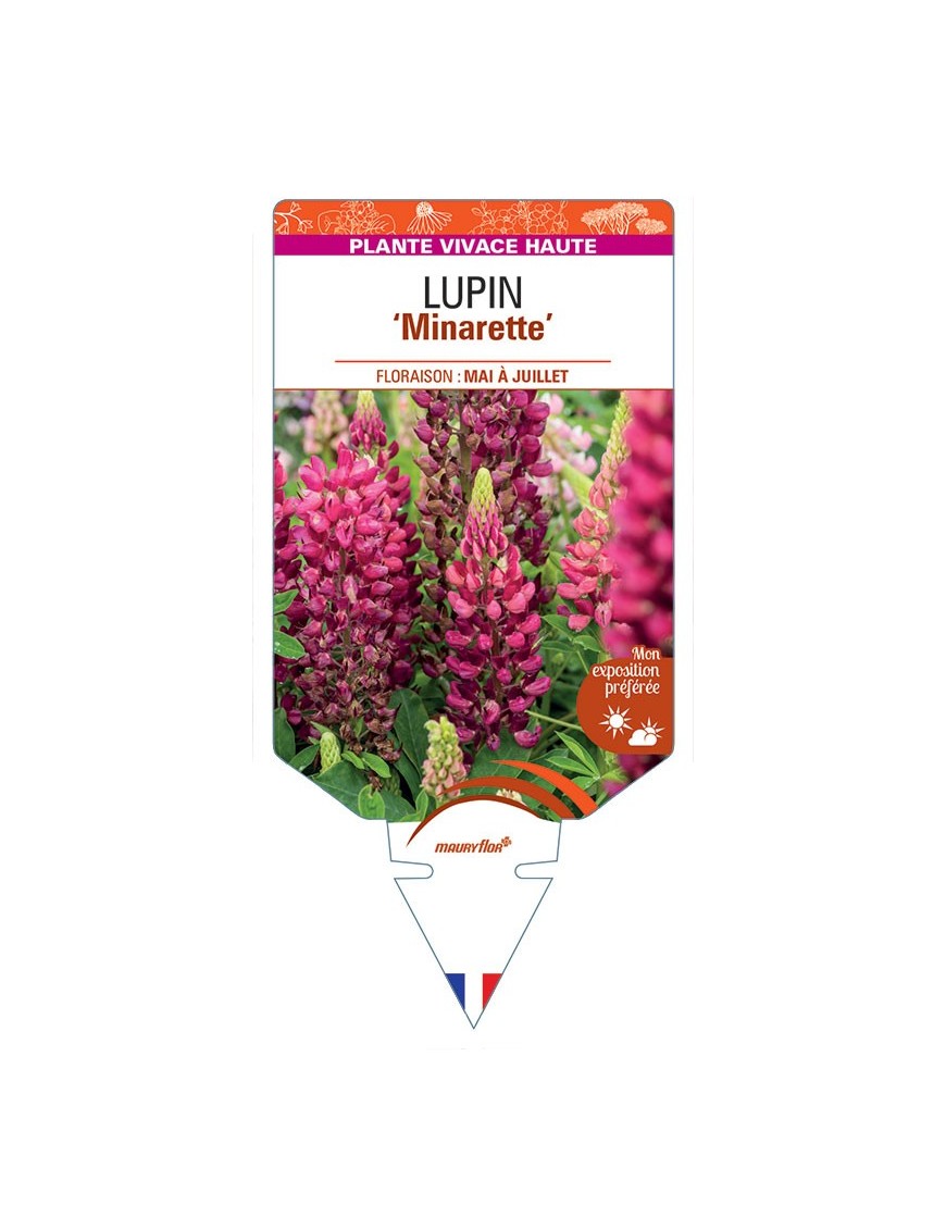 LUPINUS 'Minarette' (rouge) *