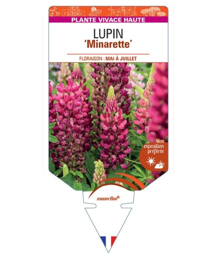 LUPINUS 'Minarette' (rouge) *