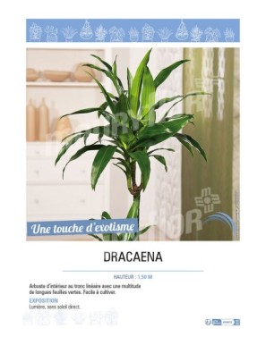 DRACAENA