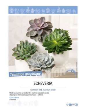 ECHEVERIA (MIX)