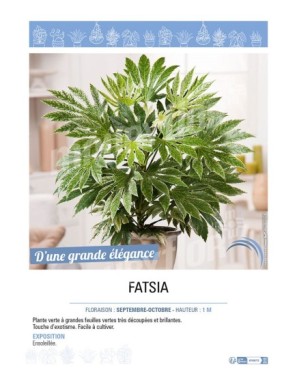 FATSIA