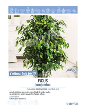 FICUS BENJAMINA