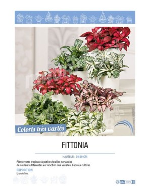 FITTONIA