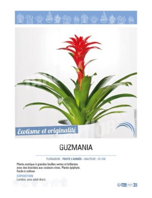 GUZMANIA